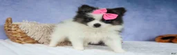 Pomeranian dogs for sale: Estella🎀 - Ad 16