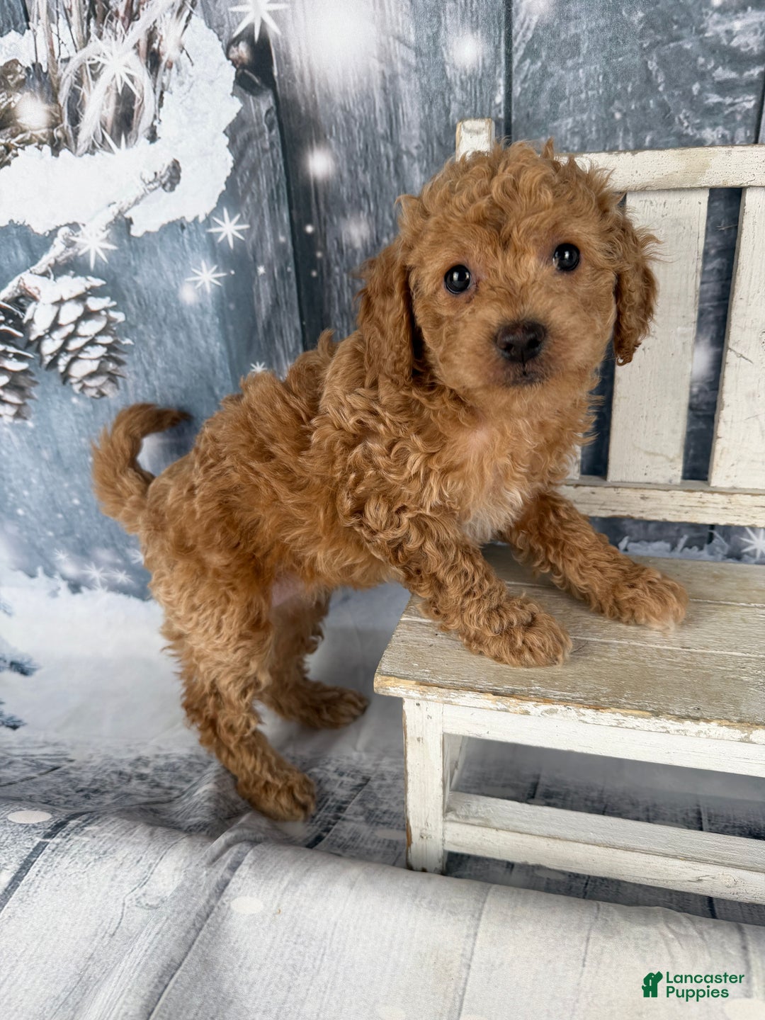 Cavapoo dogs for sale: Rita - Ad 3