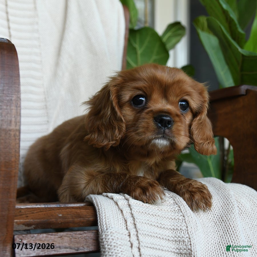Cavalier King Charles Spaniel dogs Kyla - Ad 2