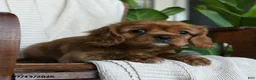 Cavalier King Charles Spaniel dogs for sale: Kyla - Ad 2