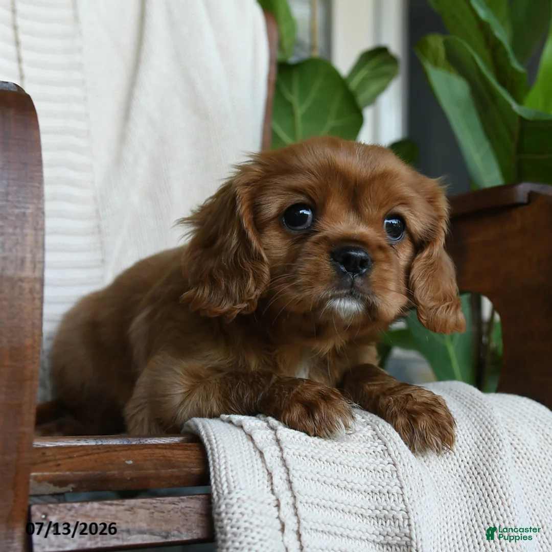 Cavalier King Charles Spaniel dogs for sale: Kyla - Ad 2