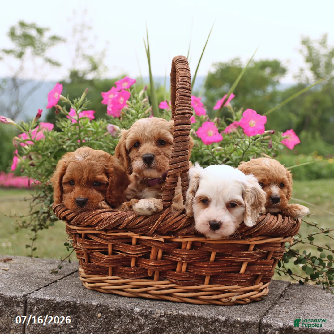 Cavapoo dogs for sale: Lennon - Ad 2