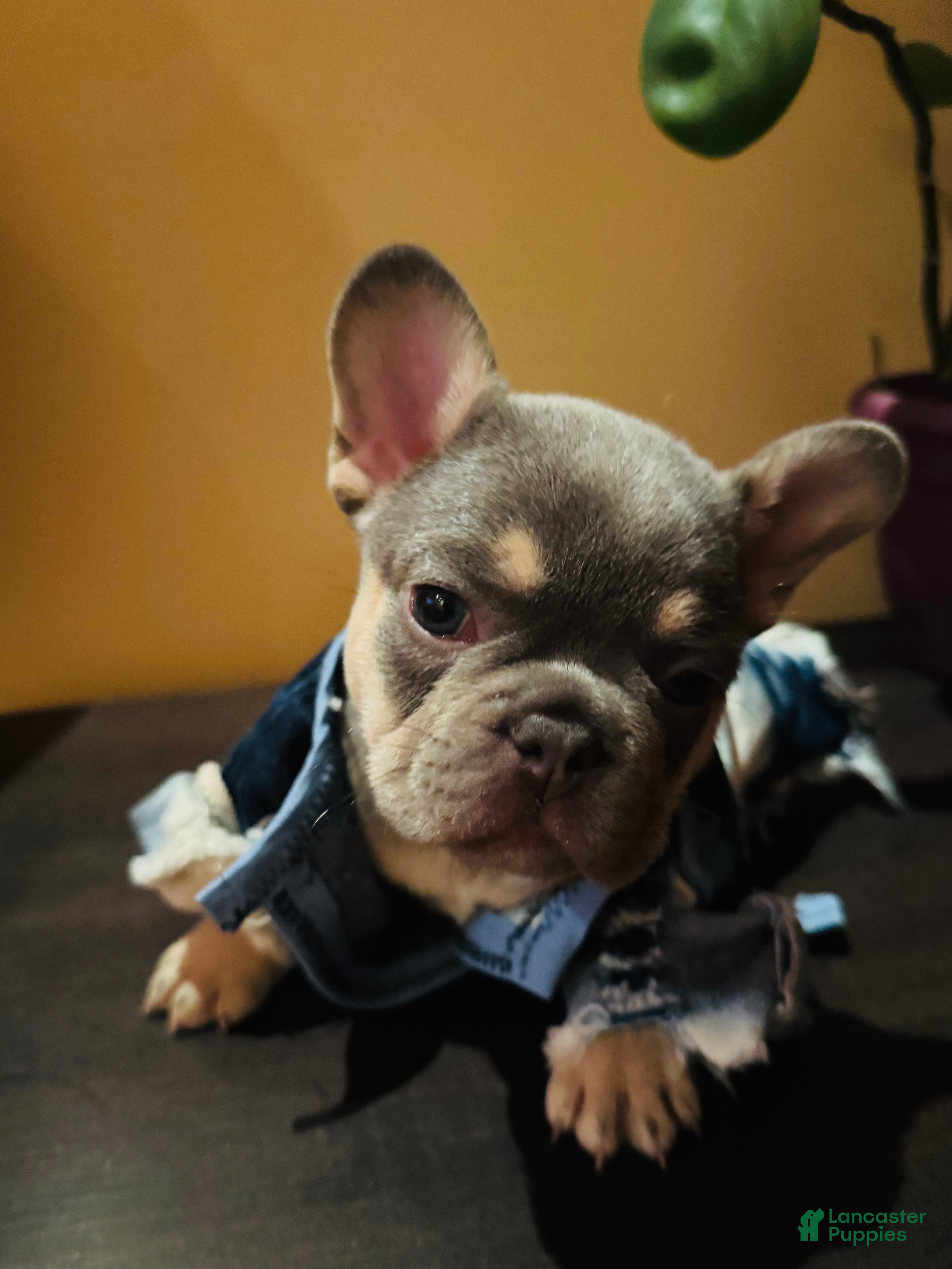 French Bulldog dogs  Big Boy - Ad 2