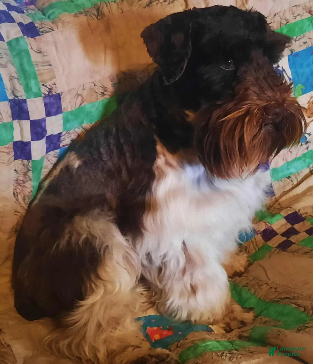 Miniature Schnauzer dogs for sale: Miniature Schnauzer Puppy 2 - Ad 6