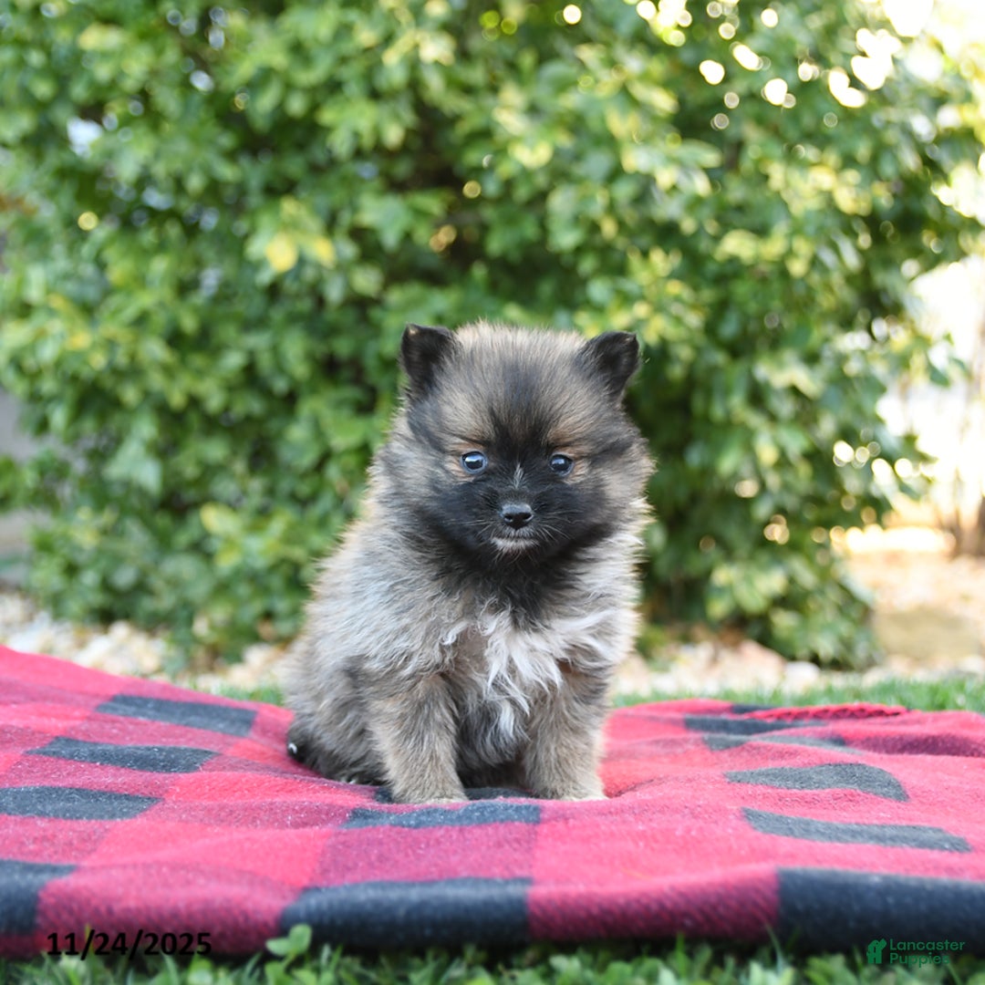 Pomeranian dogs for sale: Pandora - Ad 1