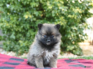 Pomeranian dogs Pandora - Ad 18
