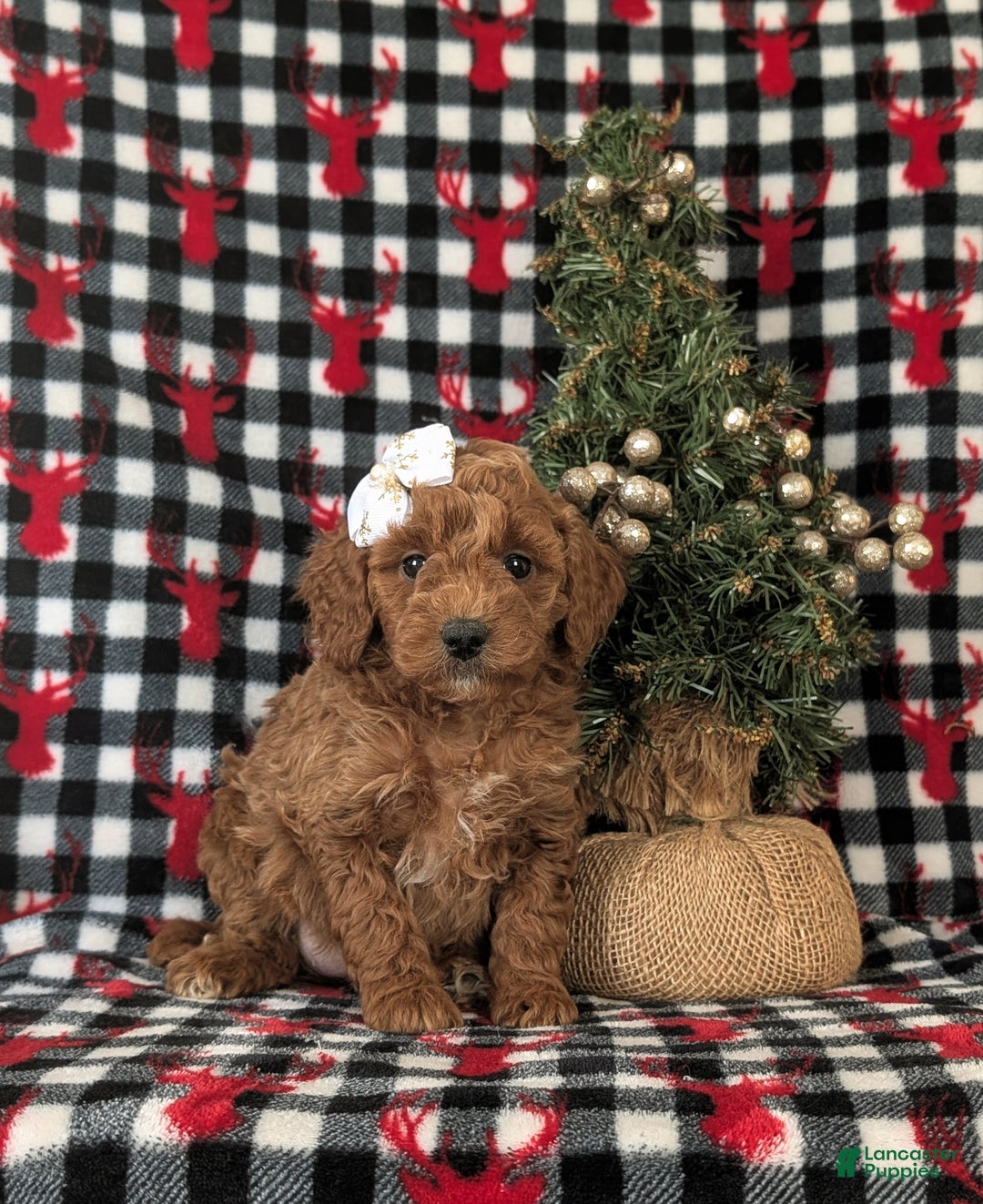 Mixed Breed dogs for sale: Charlene Hypoallergenic - Ad 1