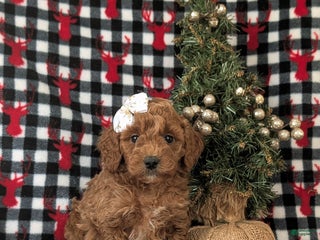 Mixed Breed dogs Charlene Hypoallergenic - Ad 23