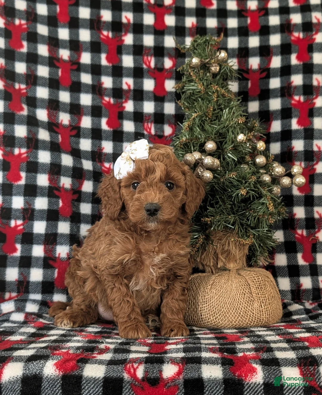 Miniature Labradoodle dogs for sale: Charlee Hypoallergenic - Ad 7