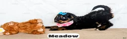 Bernedoodle dogs for sale: Meadow - Ad 3