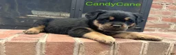 Rottweiler dogs for sale: CandyCane - Ad 2