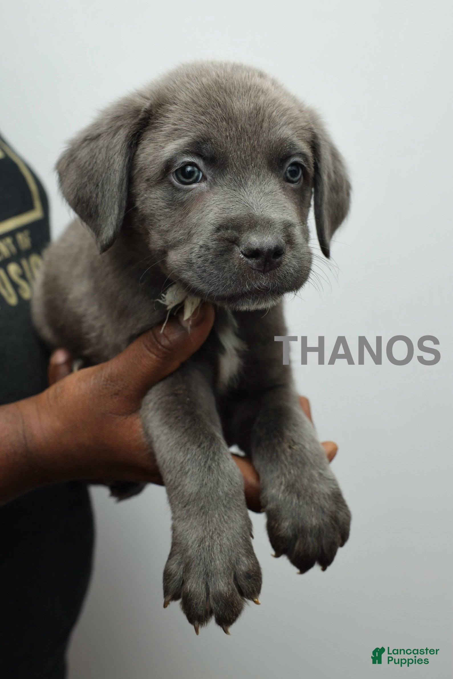 Cane Corso dogs Thanos - Ad 36