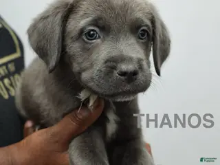 Cane Corso dogs Thanos - Ad 16