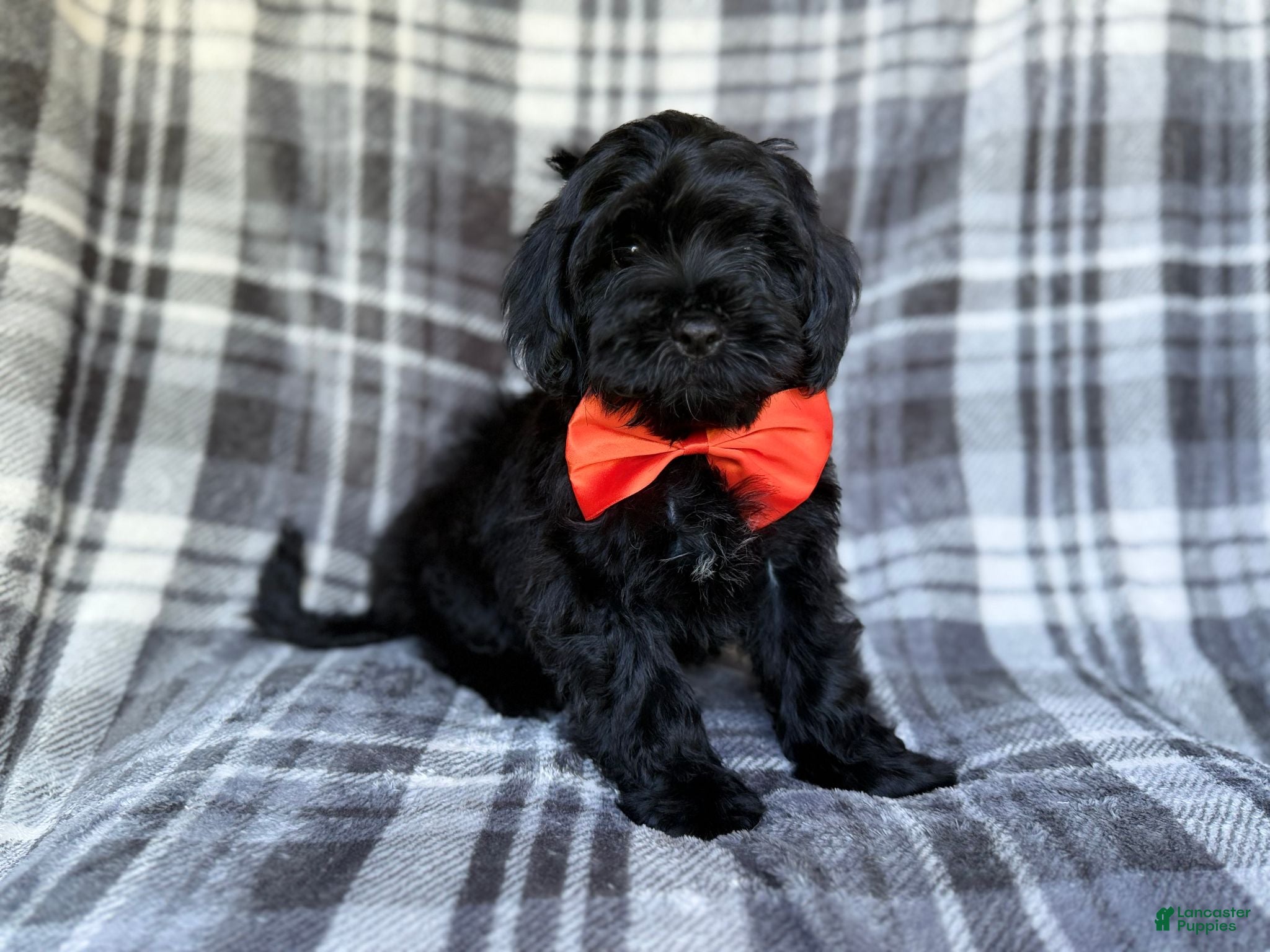 Shihpoo dogs Zander - Ad 1