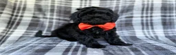 Shihpoo dogs for sale: Zander - Ad 1