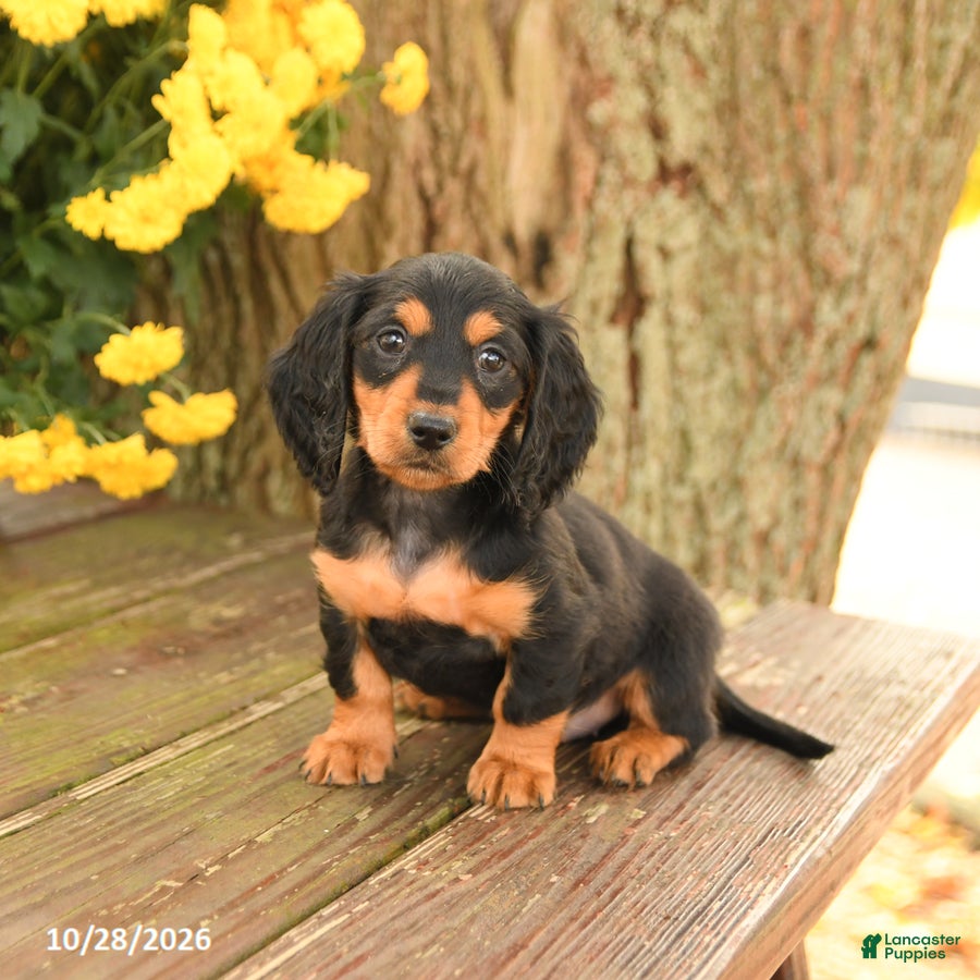 Miniature Dachshund dogs for sale: Diamond - Ad 1