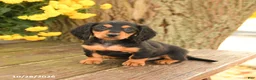 Miniature Dachshund dogs for sale: Diamond - Ad 1