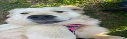 Golden Retriever dogs for sale: Golden Retriever Puppy 1 - Ad 13
