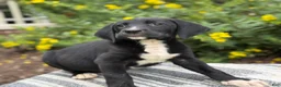 Mixed Breed dogs for sale: Griff - Ad 5
