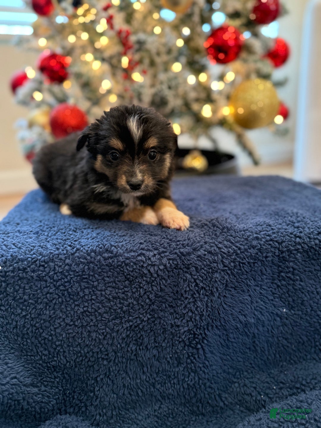 Toy Australian Shepherd dogs for sale: Wilma  - Ad 1