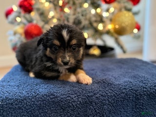 Toy Australian Shepherd dogs Wilma - Ad 10