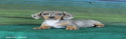 Miniature Dachshund dogs for sale: Rain - Ad 4