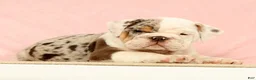 English Bulldog dogs for sale: Gucci - Ad 5