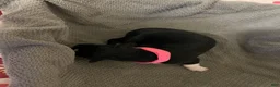 Mixed Breed dogs for sale: Pink - Ad 2