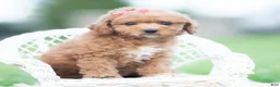 Maltipoo dogs for sale: Tulip F1B - Ad 2