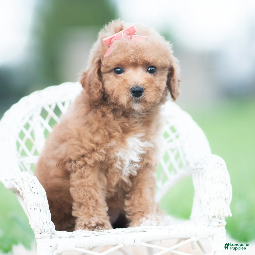 Maltipoo dogs for sale: Tulip F1B - Ad 2