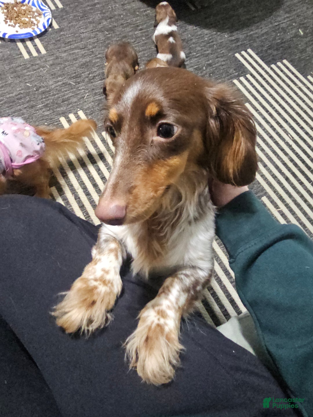 Miniature Dachshund dogs for sale: Miniature Dachshund Puppy 1 - Ad 2