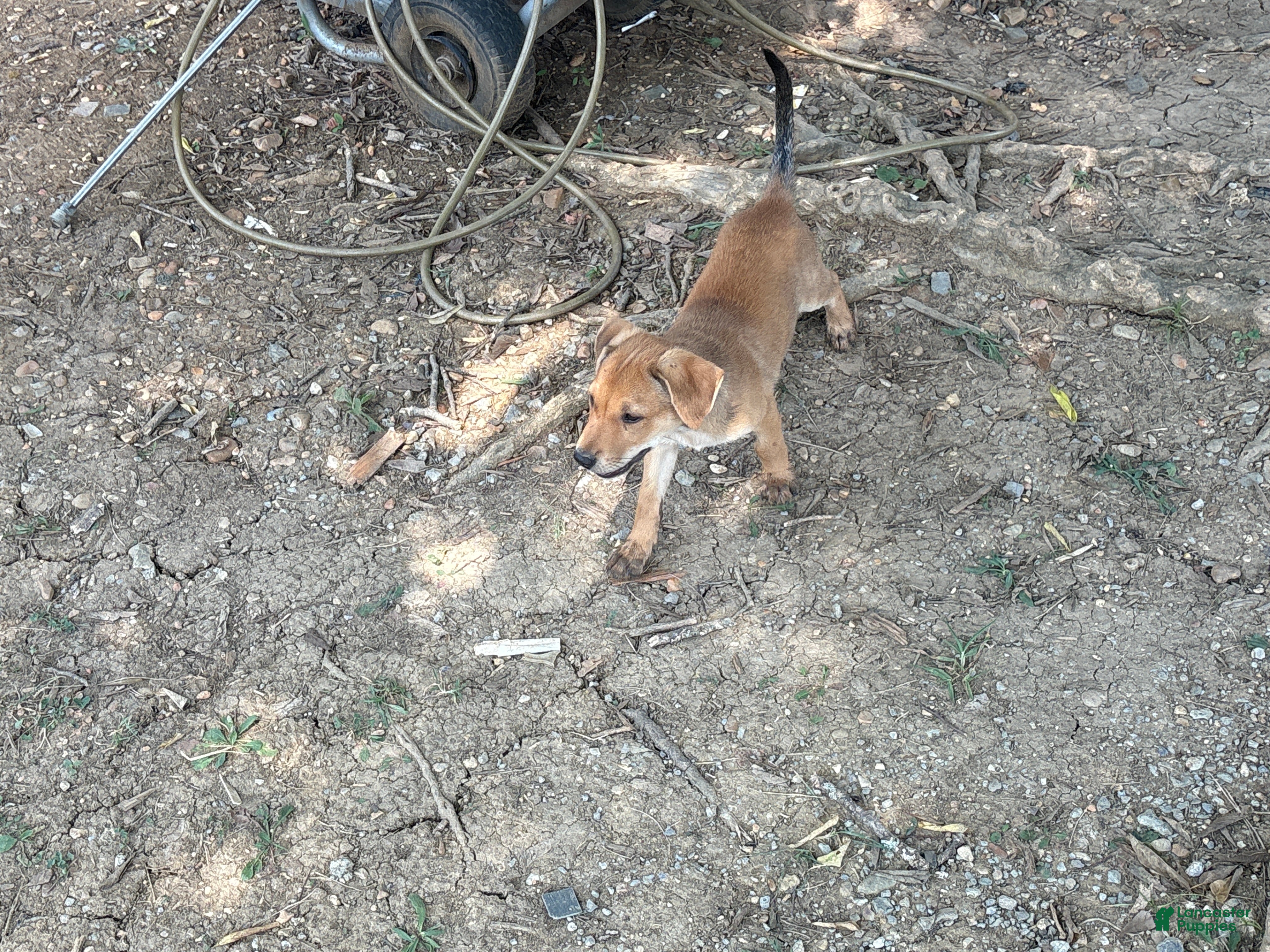 Mixed Breed dogs Mixed Breed 1 - Ad 41