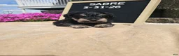 Miniature Schnauzer dogs for sale: Sabre - Ad 2