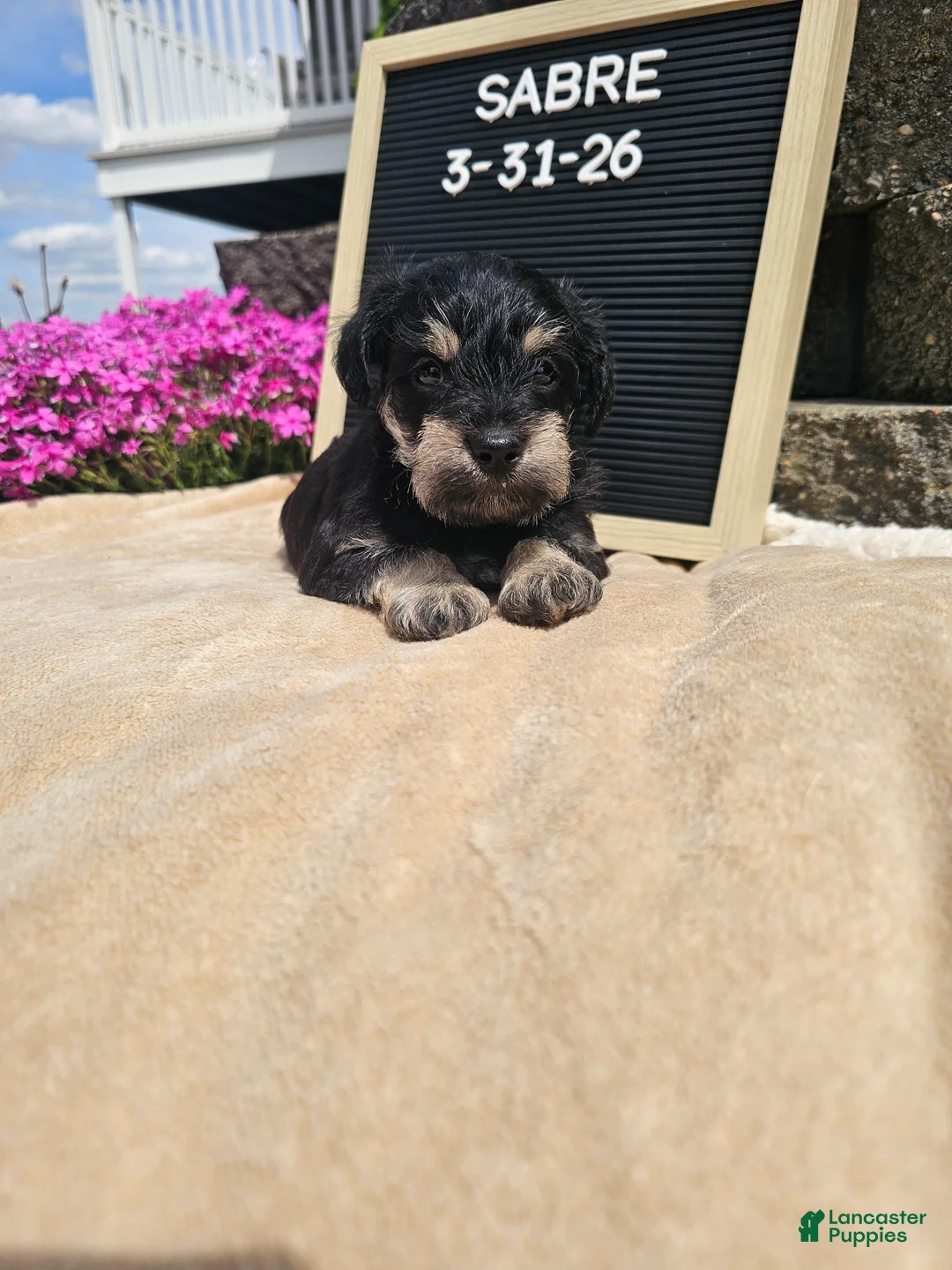 Miniature Schnauzer dogs for sale: Sabre - Ad 2