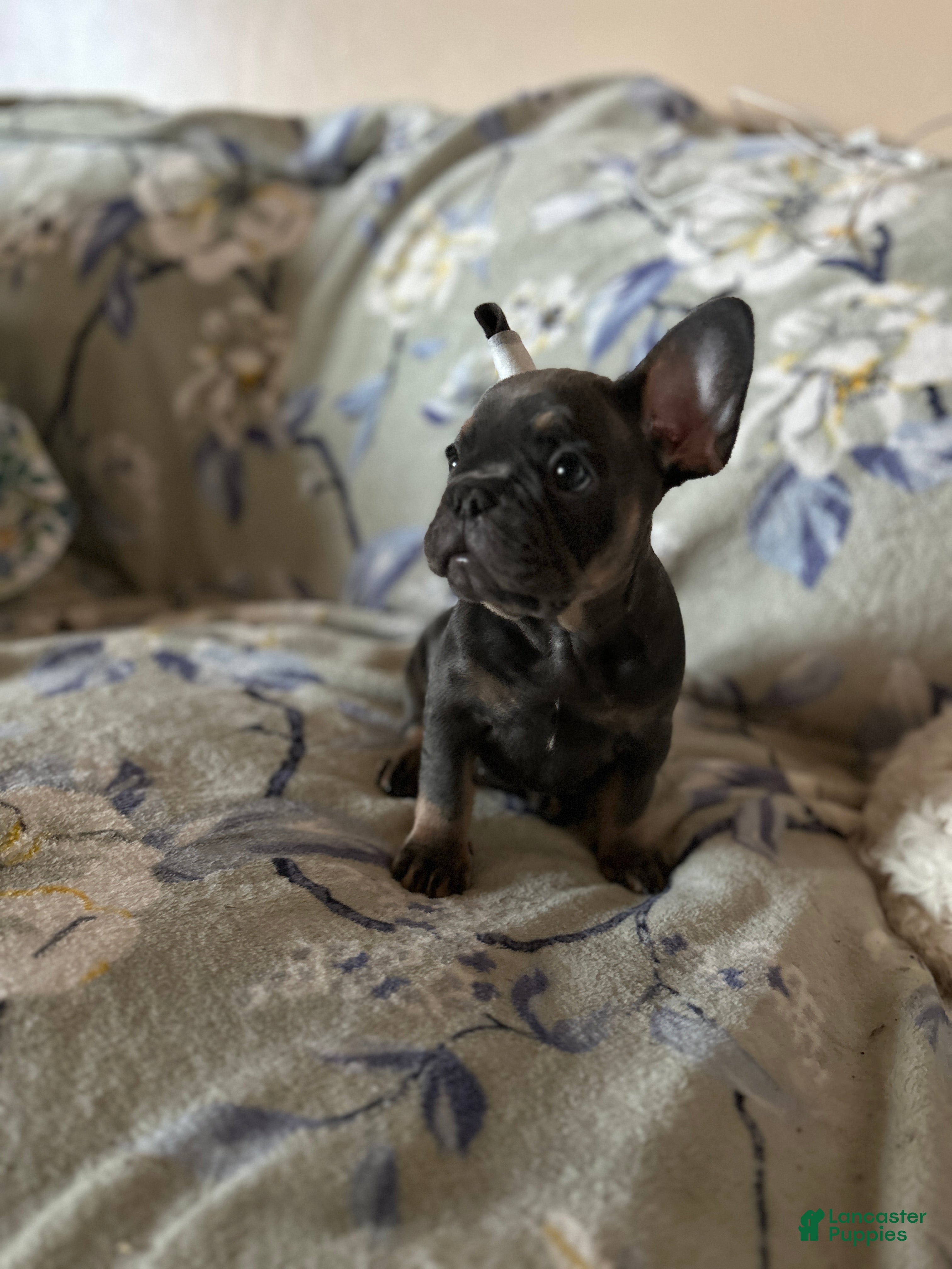 French Bulldog dogs French Bulldog Puppy 5 - Ad 8