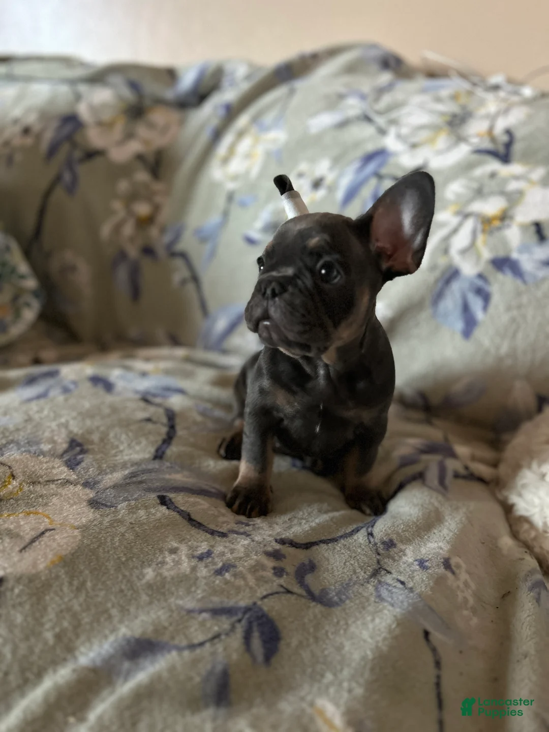 French Bulldog dogs for sale: French Bulldog Puppy 5 - Ad 11