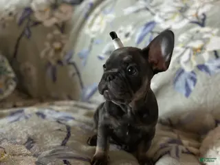 French Bulldog dogs French Bulldog Puppy 5 - Ad 8
