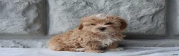 Maltipoo dogs for sale: Max - Ad 4
