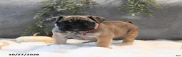 English Bulldog dogs for sale: Maisie - Ad 4