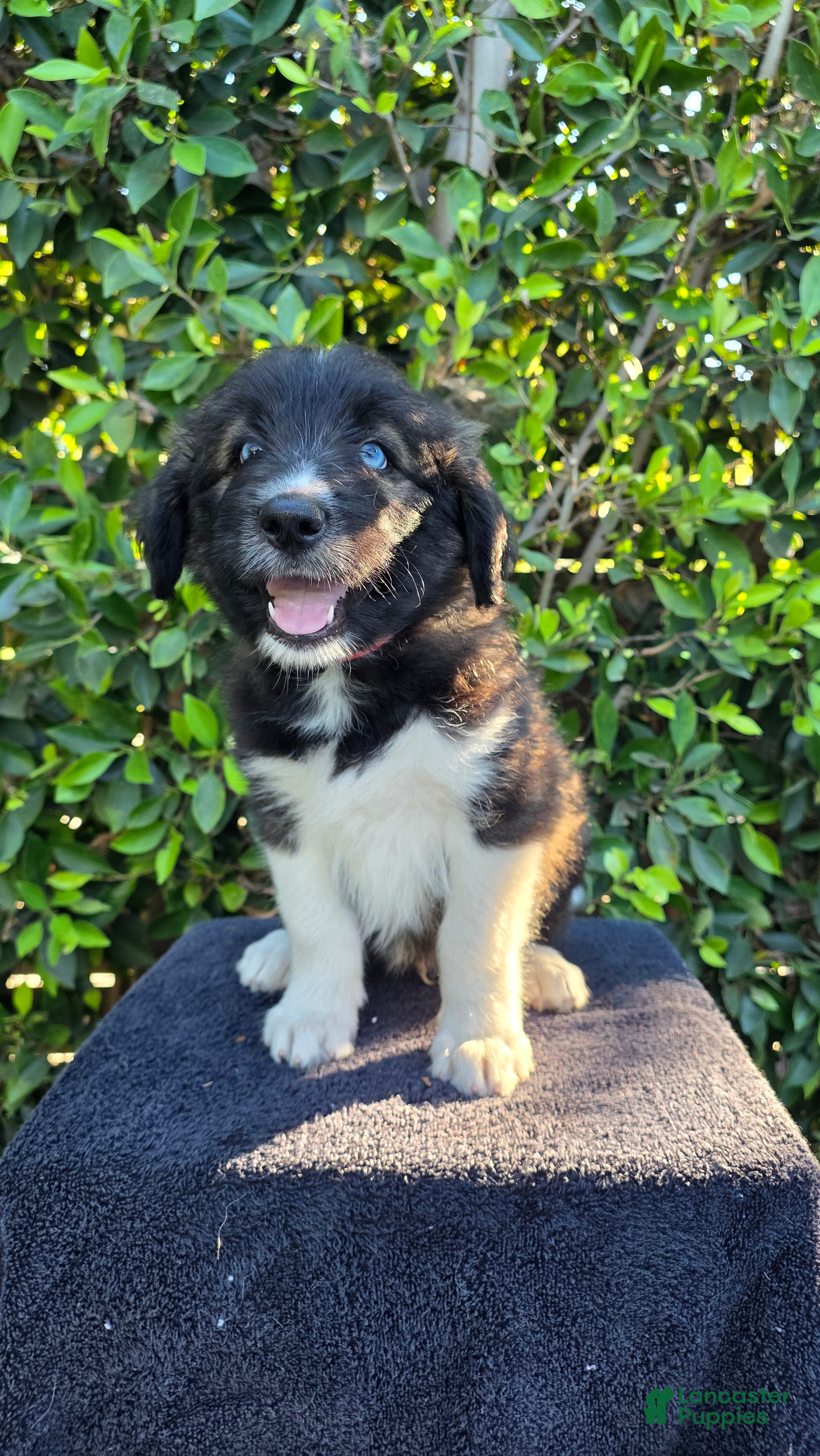 Mixed Breed dogs for sale: Red - Ad 1