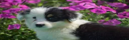 Welsh Corgi Pembroke dogs for sale: Jagger - Ad 5