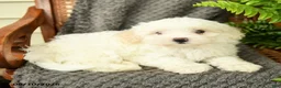 Maltipoo dogs for sale: Fifi - Ad 3