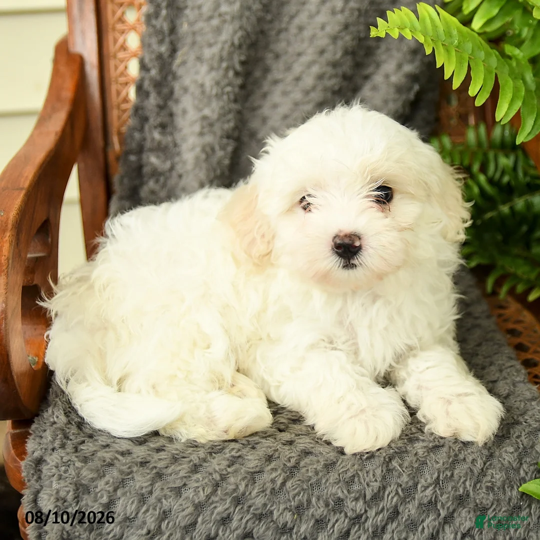 Maltipoo dogs for sale: Fifi - Ad 3