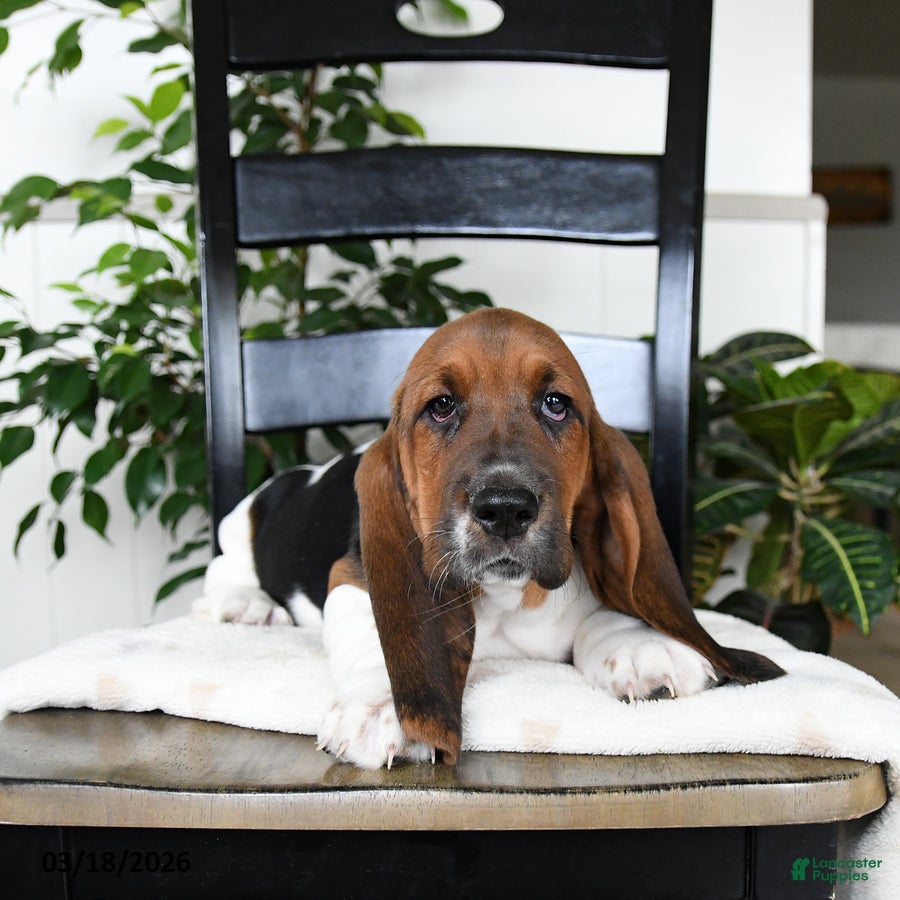 Basset Hound dogs Jasper - Ad 2