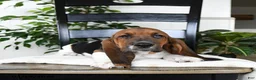 Basset Hound dogs for sale: Jasper - Ad 2