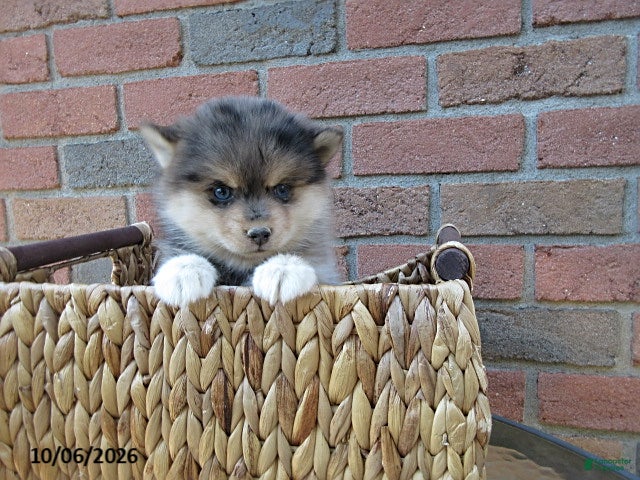 Pomsky dogs Oscar - Ad 2