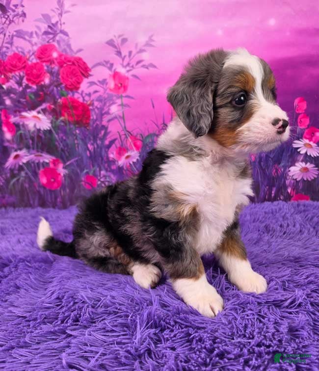 Mini Bernedoodle dogs Cupid - Ad 2