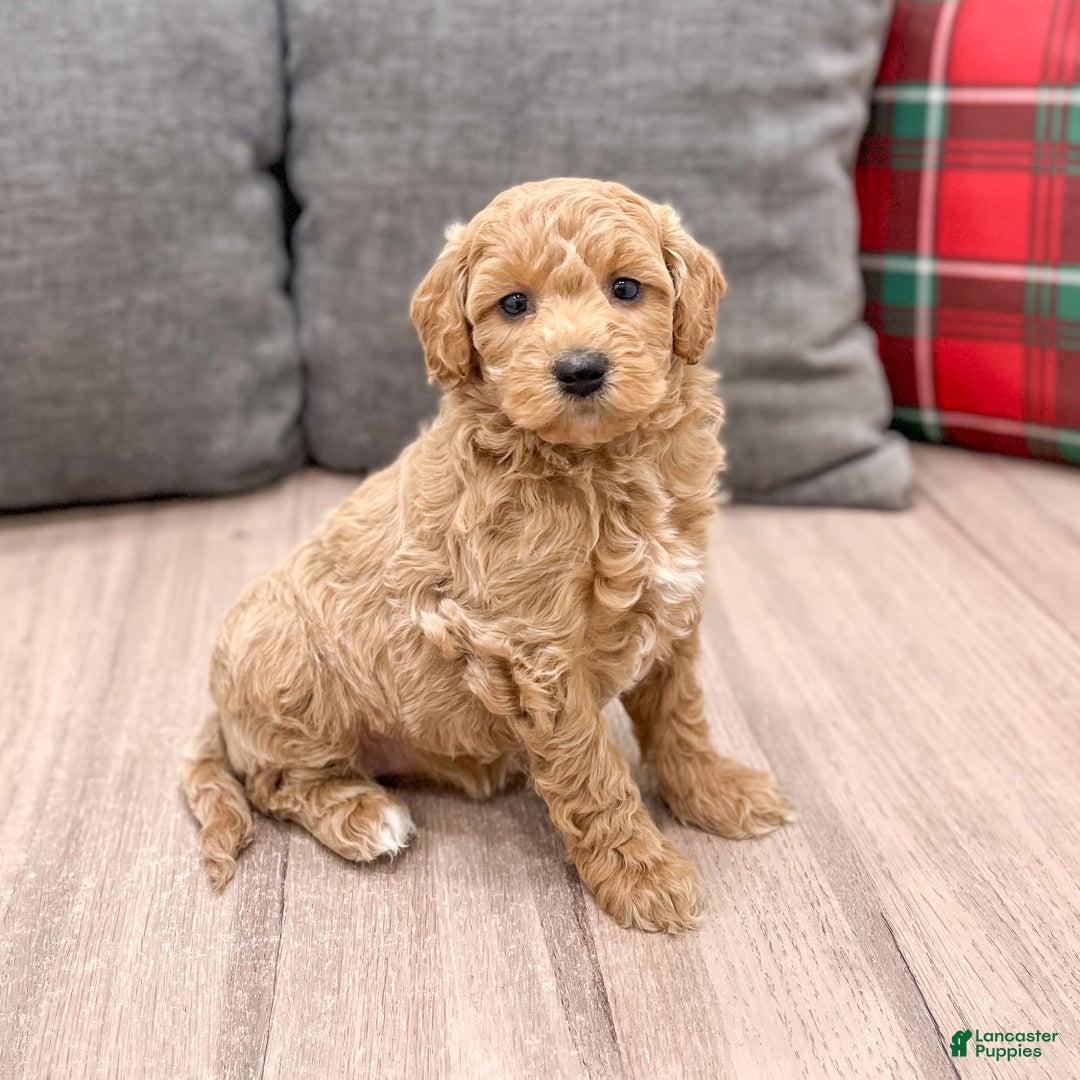 Mini Goldendoodle dogs for sale: Heidi - Ad 1