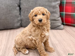 Mini Goldendoodle dogs Heidi - Ad 5