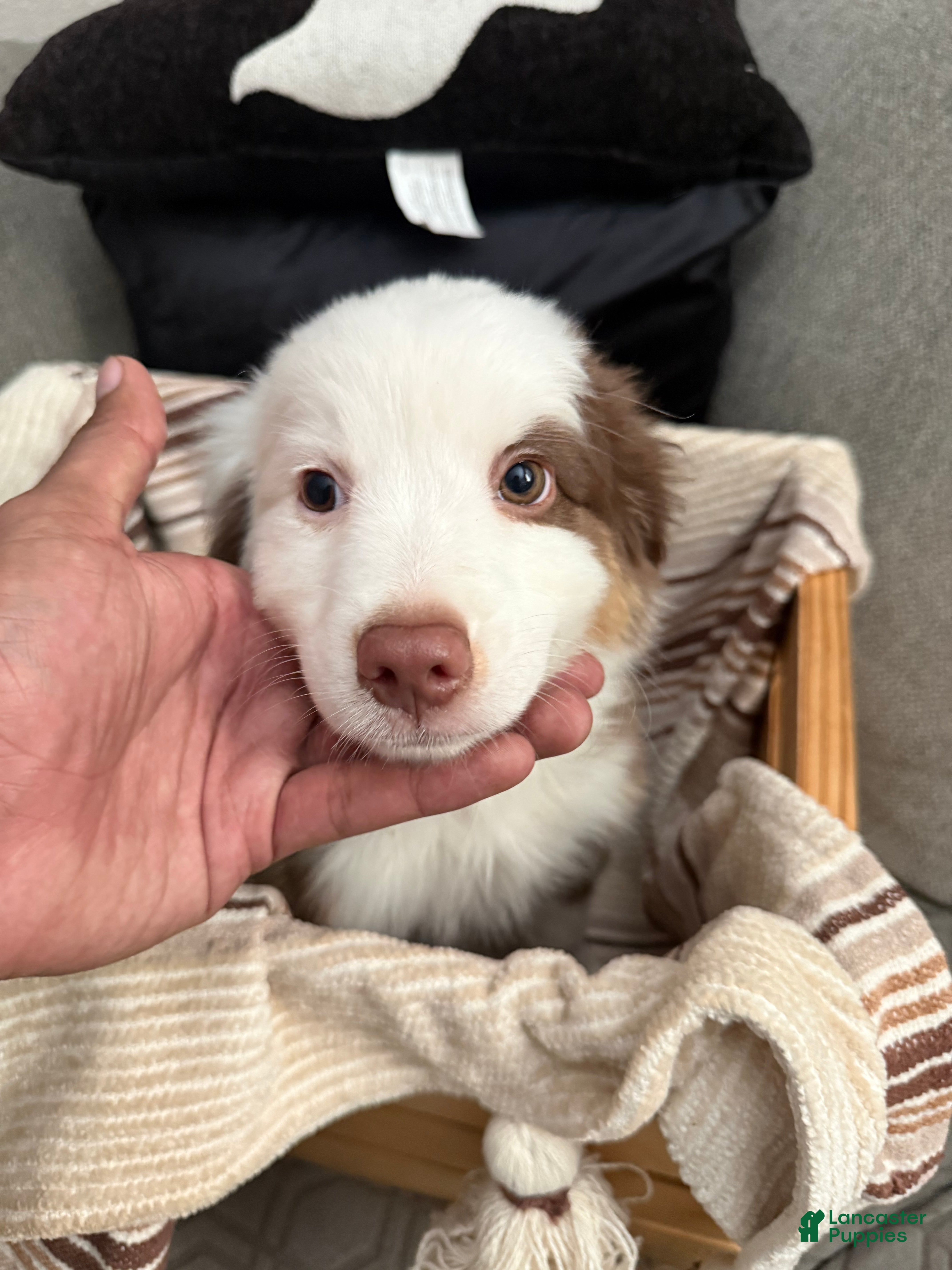 Australian Shepherd dogs Milo - Ad 1